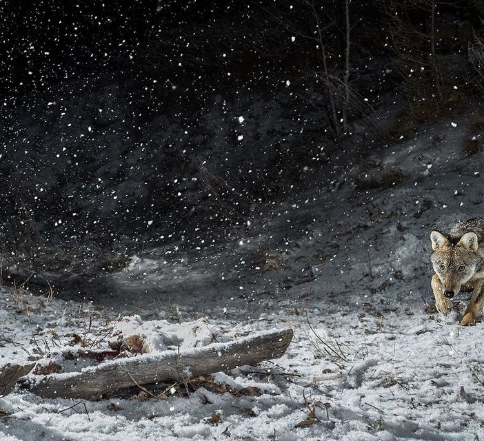 Uno scatto di lupi della Val Chisone di Fabrizio Moglia