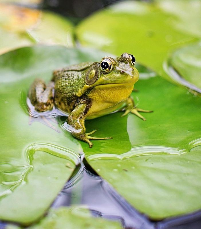 Frossasco: una rana aiuta a riflettere su biodiversità e ambiente
