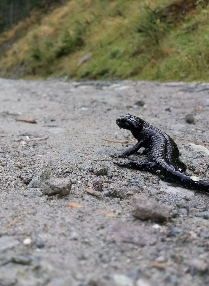 La salamandra lanzai