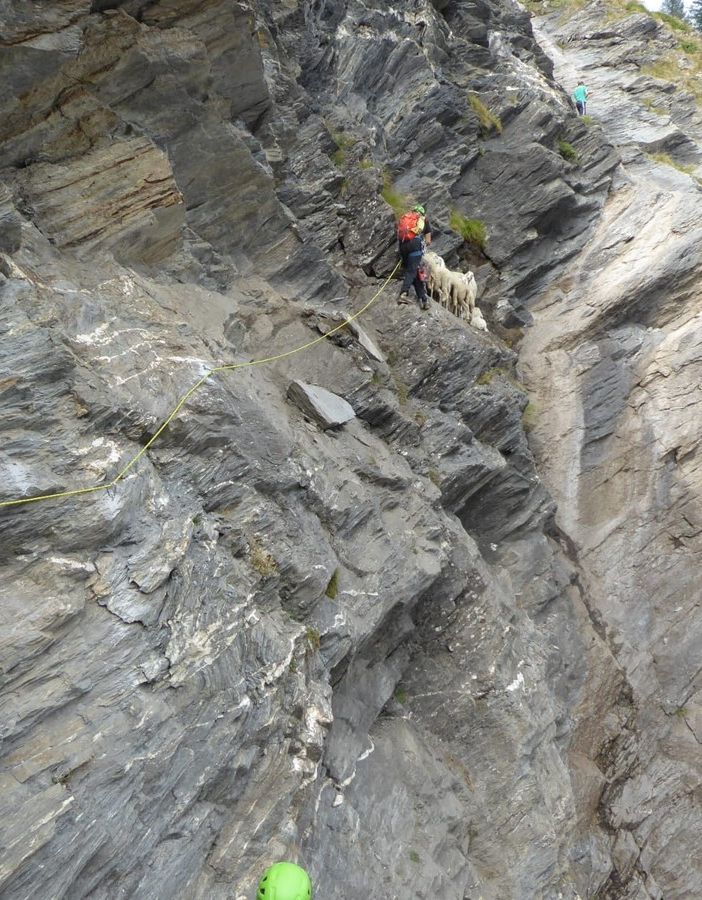 Il soccorso alpino salva un gruppo di 10 pecore a Salza di Pinerolo (FOTO)