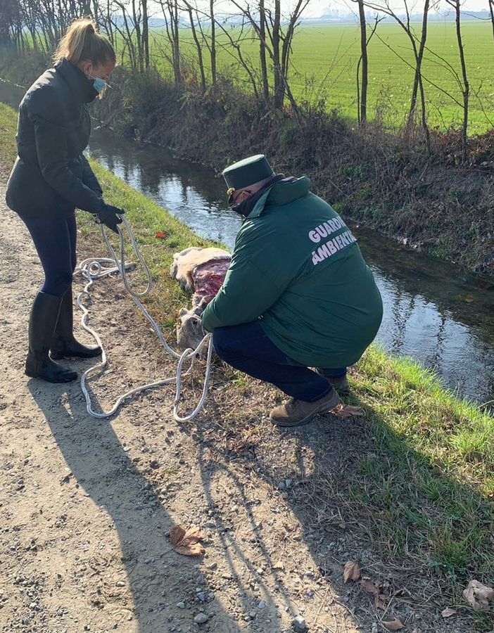 Scalenghe: ritrovata una carcassa di vitello in un fosso