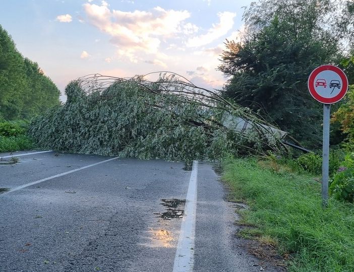 L’albero crollato sulla Provinciale 129