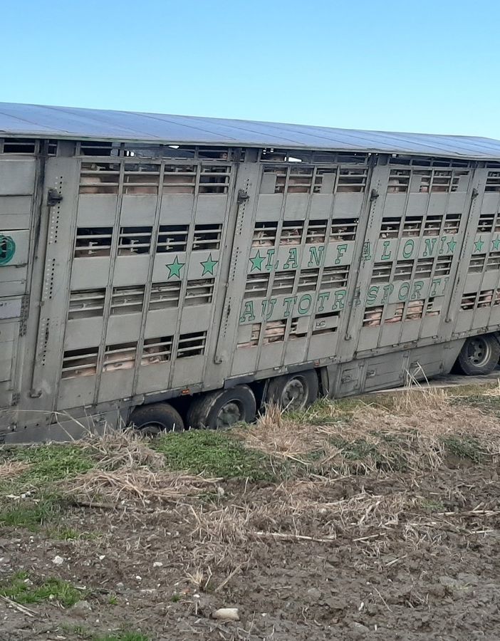 Camion maiali incidente a Vigone 10 gennaio 2021