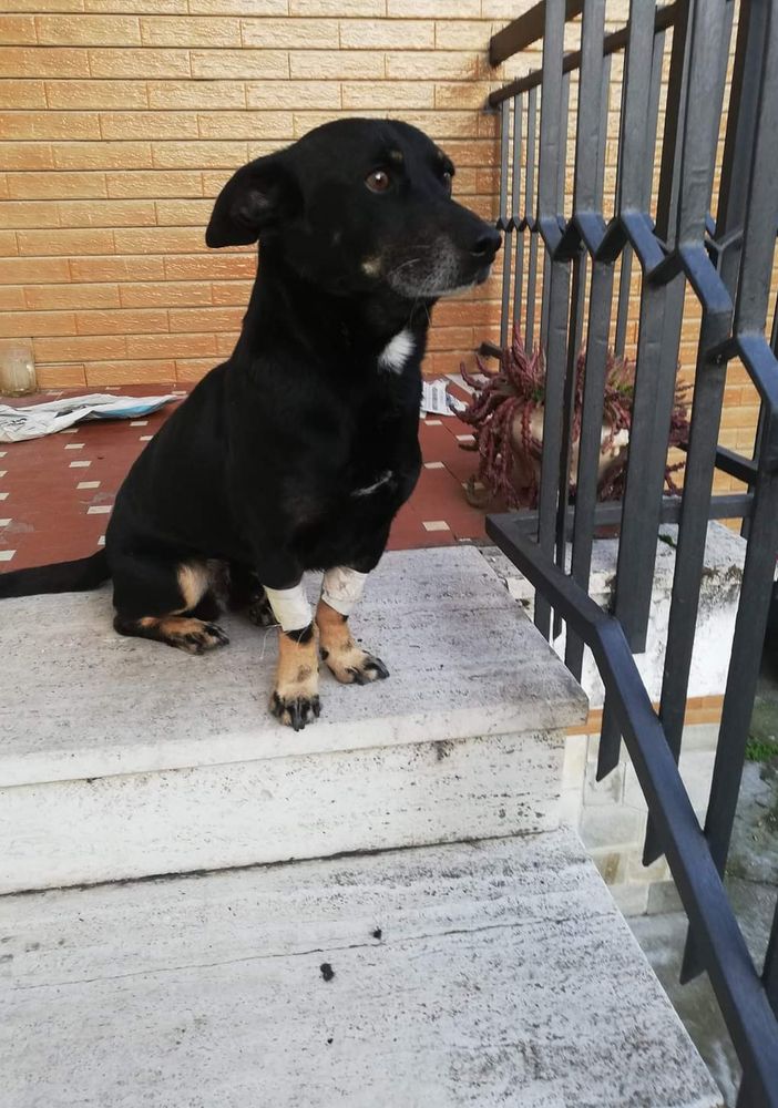 Diablo ce l’ha fatta ed è tornato a casa a Villafranca Piemonte