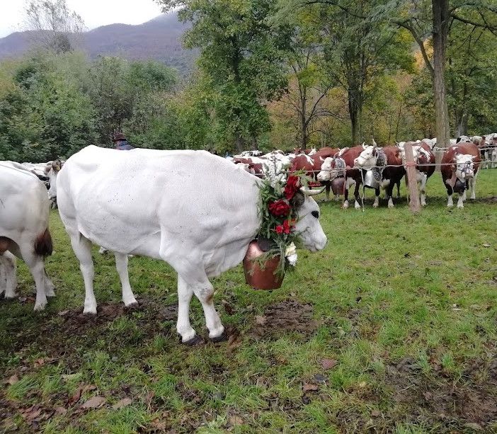 L’orgoglio degli allevatori di Bobbio Pellice: domenica torna la Fîra