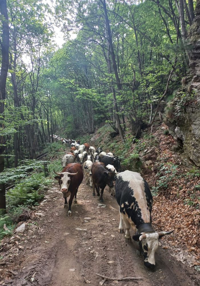 La salita agli alpeggi dell'Alta Val Pellice sulla via dei pastori