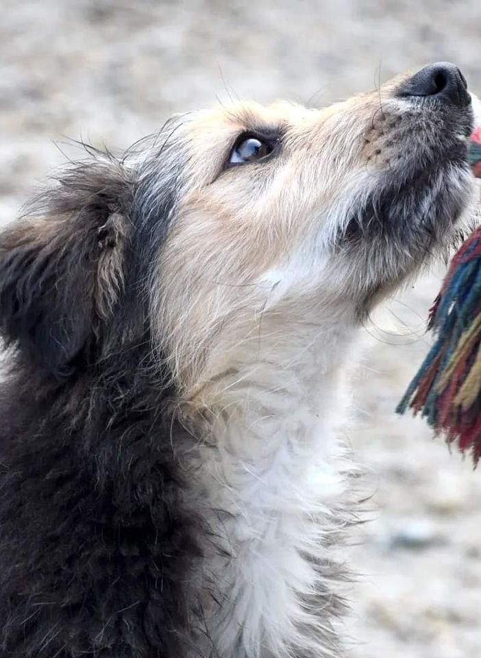 Cinque per mille in dichiarazione dei redditi agli Amici del Rifugio di Cavour: basta poco per aiutare molto