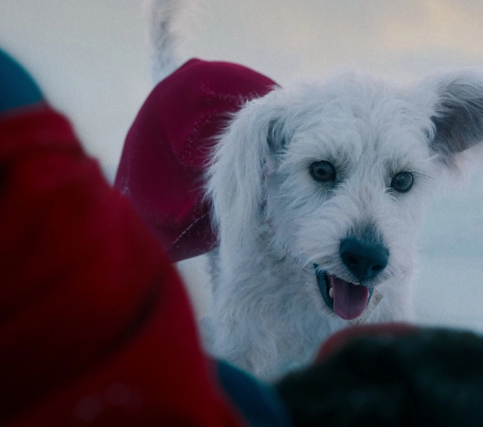 Tutti vogliono bene al cane di Superman