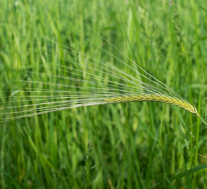 Azienda operante in agricoltura nel settore seminativi ricerca collaboratore