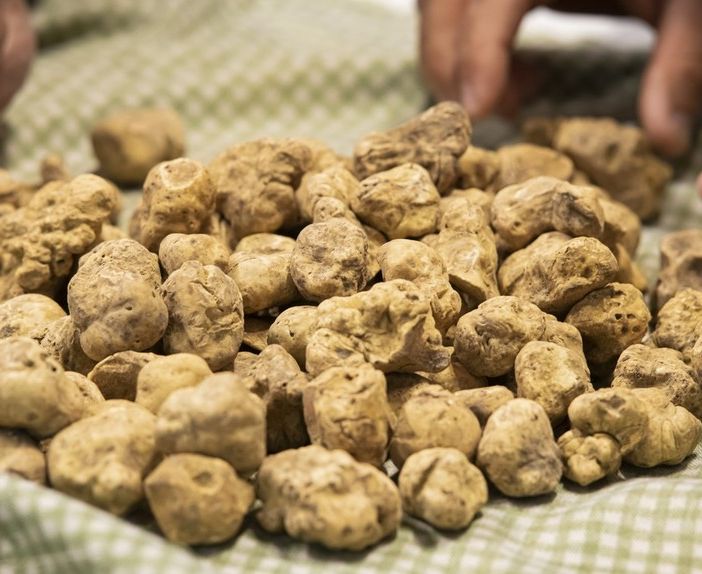 Domenica la Fiera Nazionale del tartufo bianco di Montechiaro d'Asti. Il programma completo