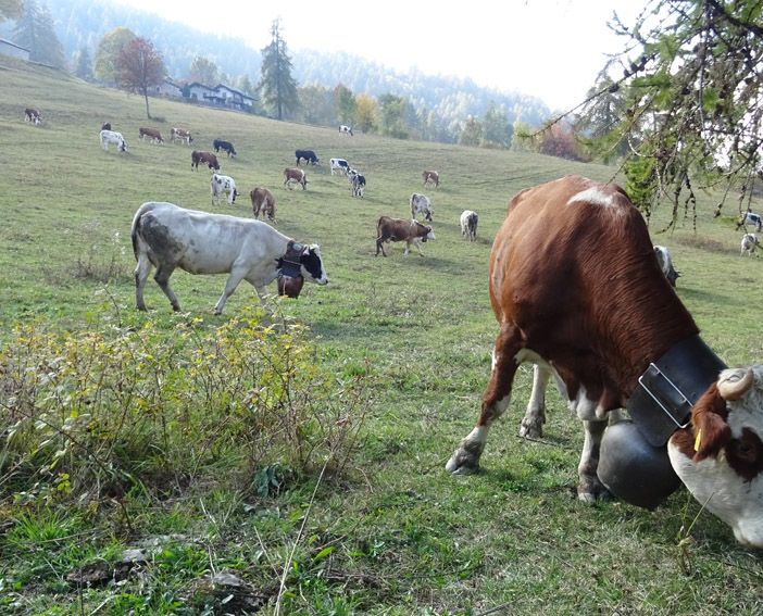 Pascolamento in quota: dalla Regione Piemonte: arriva la proroga fino al 15 novembre 2020