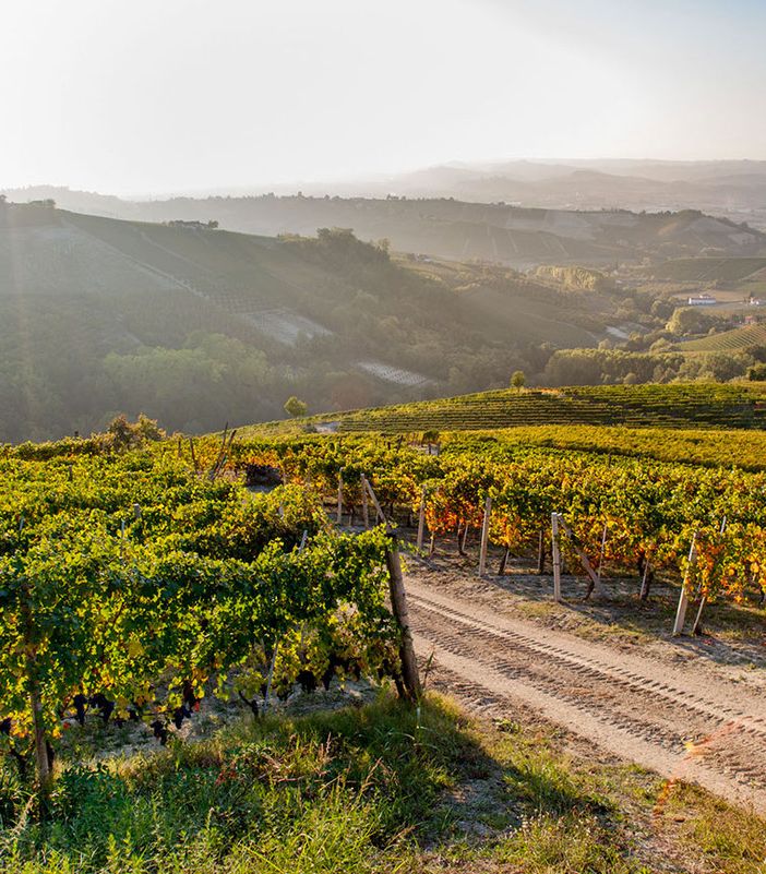 Nella cooperazione il segreto del successo: la storia della Cantina Pertinace di Treiso