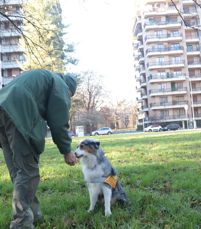 Cani che salvano cani (e non solo): contro bocconi killer arrivano a Torino le unità antiveleno