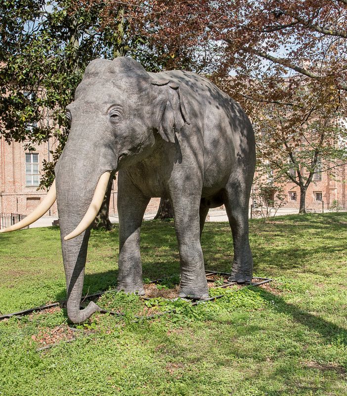 L'elefante Fritz torna alla Palazzina di Caccia di Stupinigi e si mette in mostra