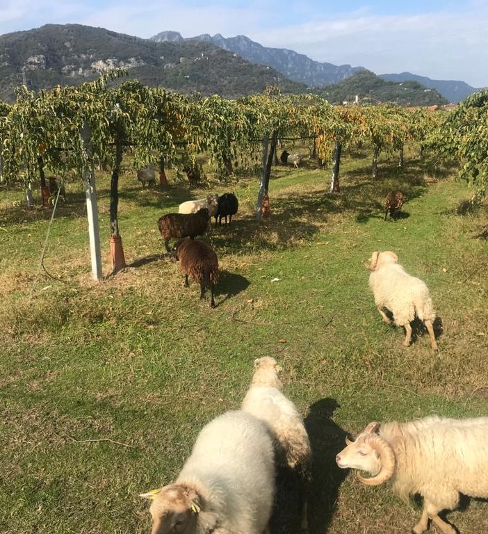 E se fosse una pecora nana a prendersi cura del tuo spazio verde?