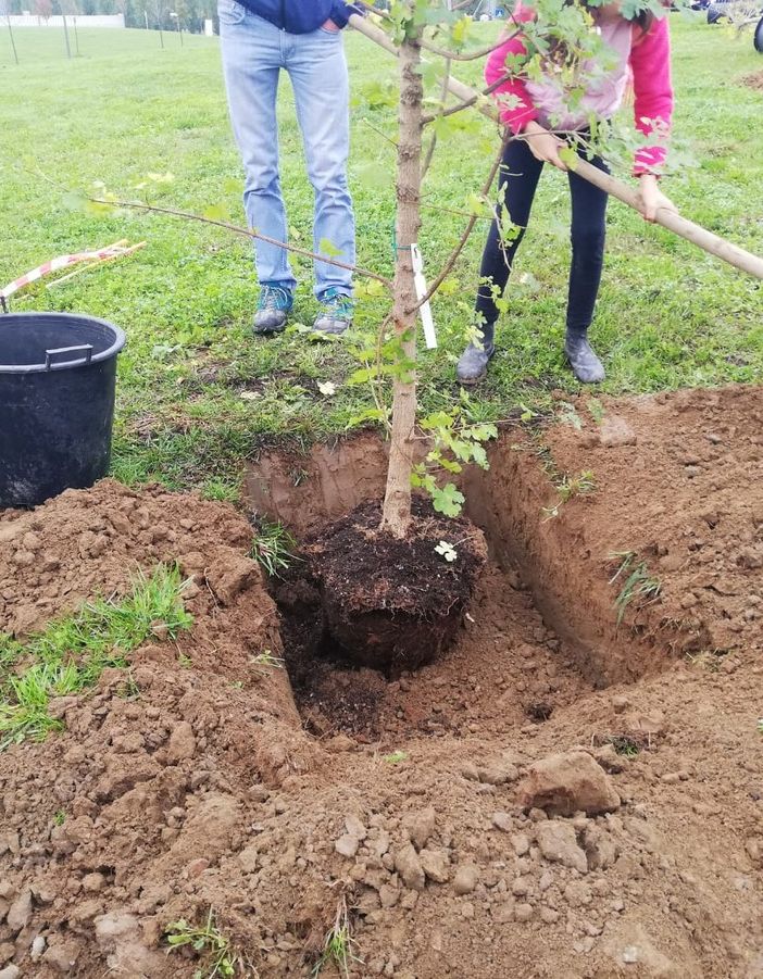 100 ragazzi delle scuole di Stupinigi nel parco naturale per la Festa dell'Albero