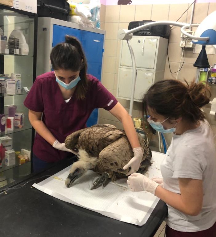 Grifone ritrovato ferito a Torre Pellice, i veterinari cercano di salvargli la vita