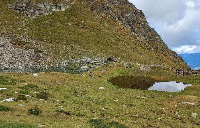 Sette mucche muoiono cadendo in un dirupo nel Parco di Conca Cialancia