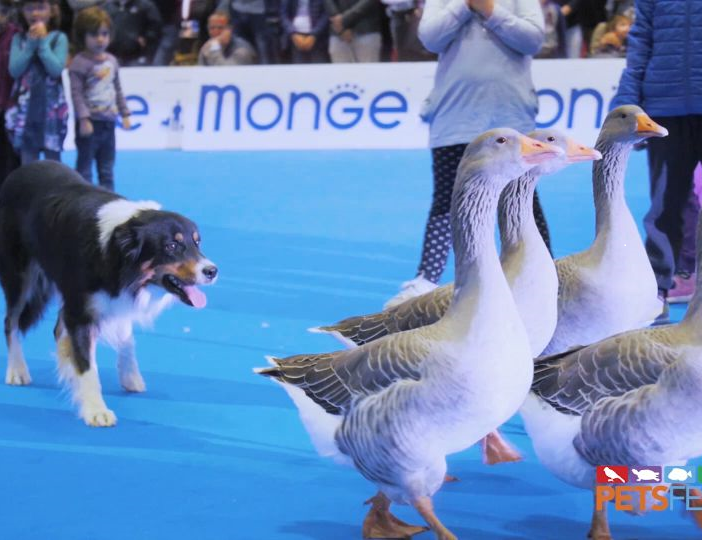 Petsfestival: la nona edizione si chiude con un grande successo e rafforza la partnership con Cremonafiere in vista del 2023