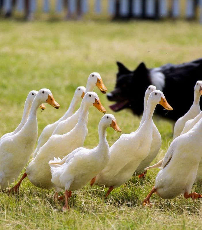 Petsfestival: successo per l’ottava edizione, per la prima volta a Cremona, nel segno della ripartenza