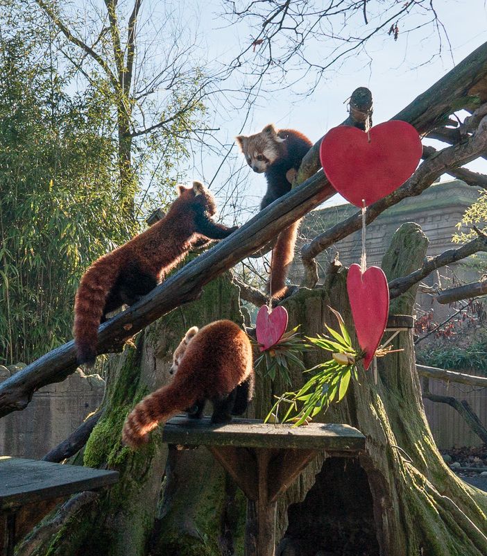 Tashi, il cucciolo di Panda rosso è uscito dalla sua tana