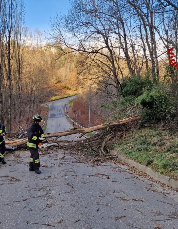 albero caduto e tetti scoperchiati