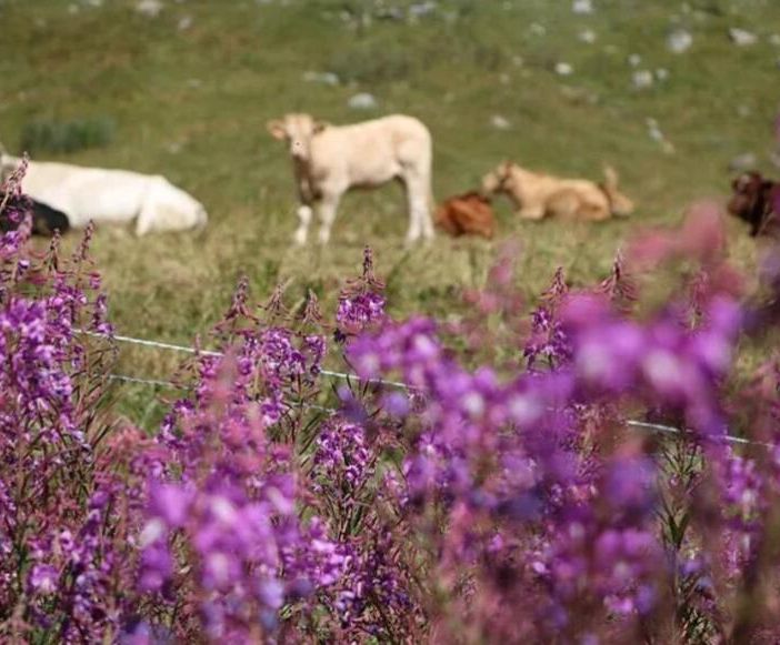 Piemonte, approvata la legge su alpeggi e transumanza
