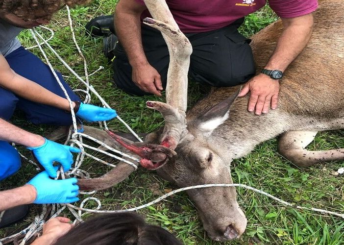 animale ferito e soccorso da mani umane