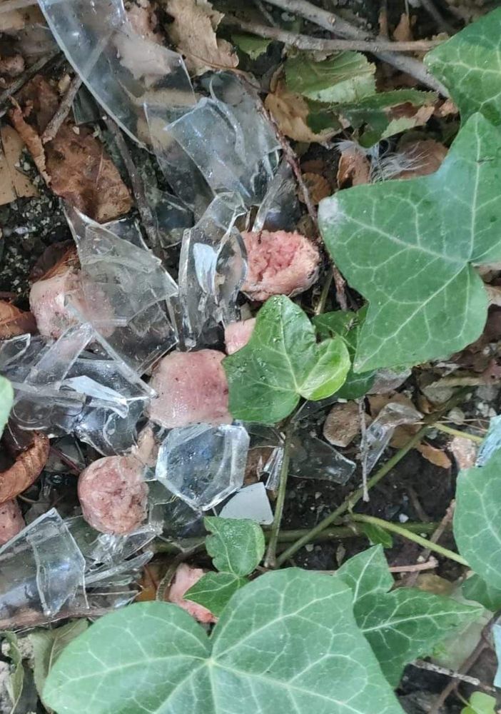 Bocconi killer per i cani: scatta l'allerta a Nichelino