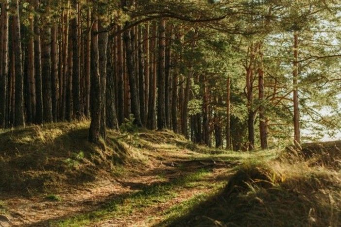 foreste - foto d'archivio