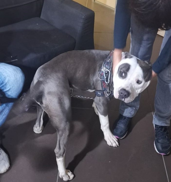 cane alla catena - foto d'archivio