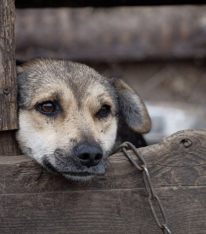 cane alla catena