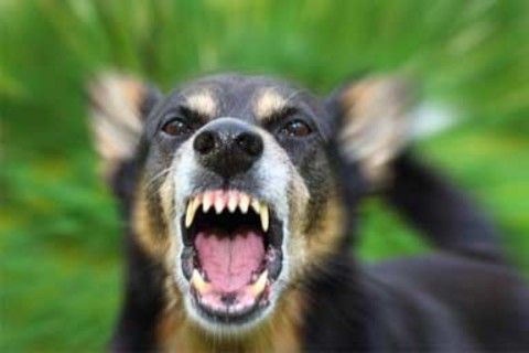 &quot;Non mi fate passare&quot; e aggredisce con il cane una coppia di sessantenni