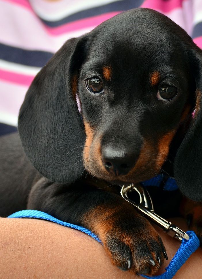 Il &quot;dog sitter&quot; diventa una professione: la legge in Consiglio regionale