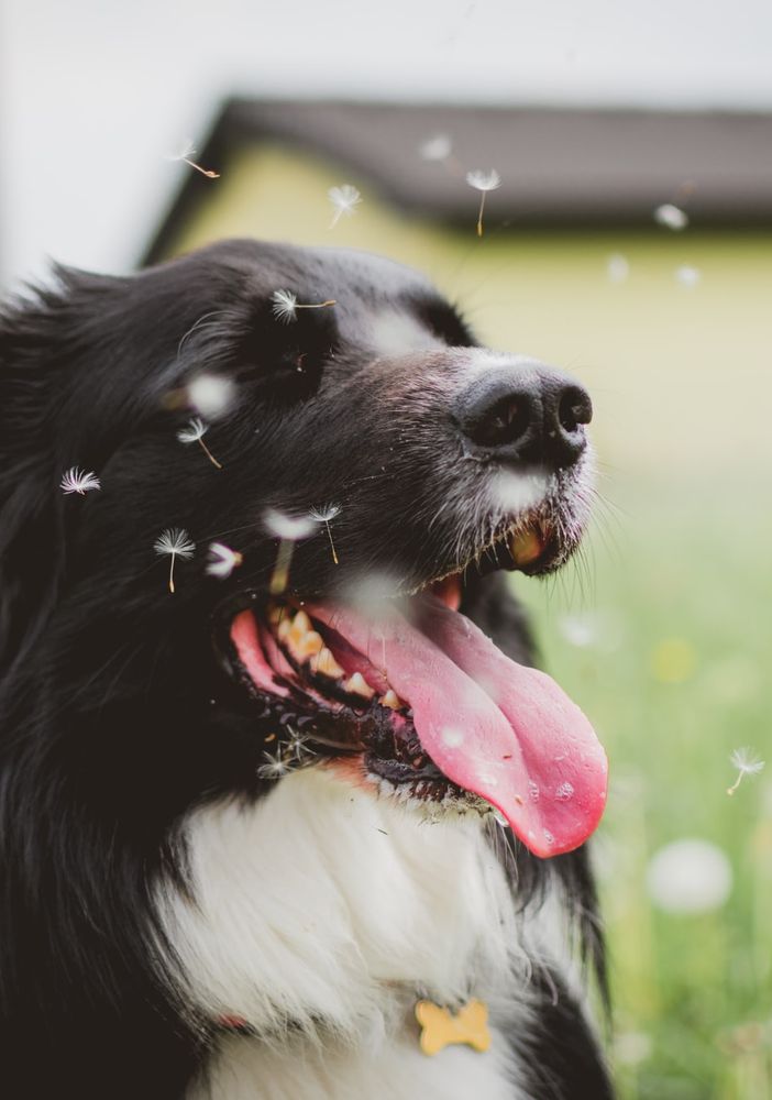 Piemonte, ottomila cani persi: la metà sono stati ritrovati perché provvisti di microchip