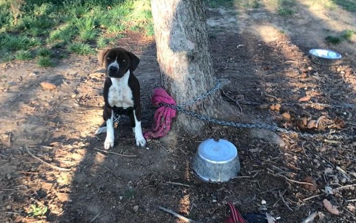 Cumiana, cani rinchiusi in una villa senza cibo né acqua salvati dai Carabinieri e Stradale