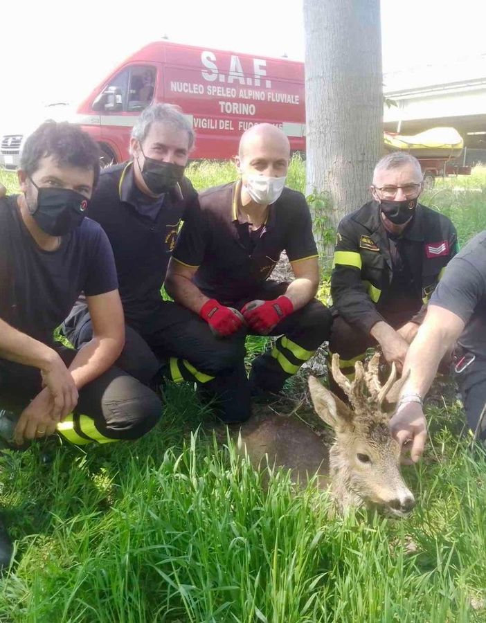 animali salvati dai vigili del fuoco animali salvati dai vigili del fuoco