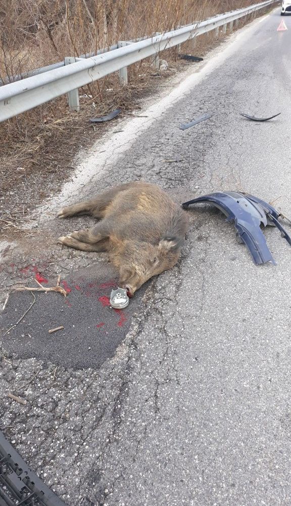 cinghiale morto - foto d'archivio