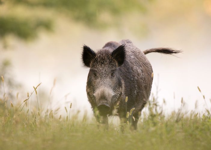 cinghiale