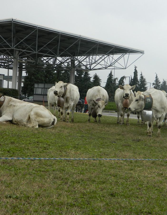Sabato 6 novembre, webinar “conosco la piemontese” in diretta su tutte le piattaforme BeLocal e TargatoCN