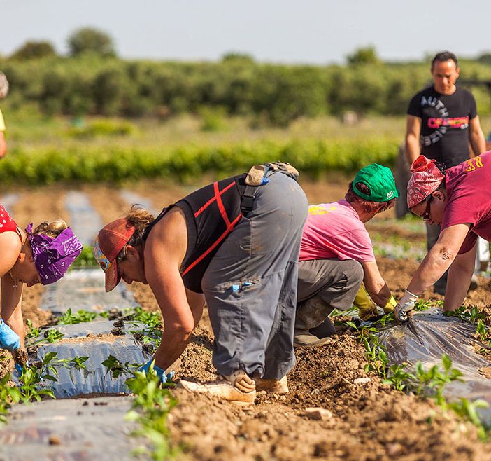 Contadini al lavoro