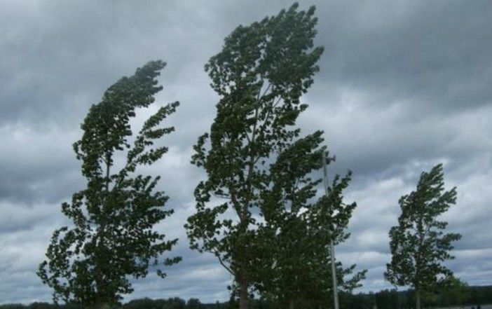 alberi e vento forte