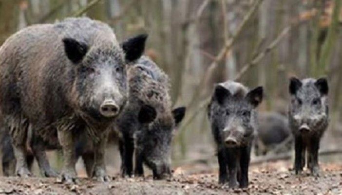 Cinghiale - immagine d'archivio