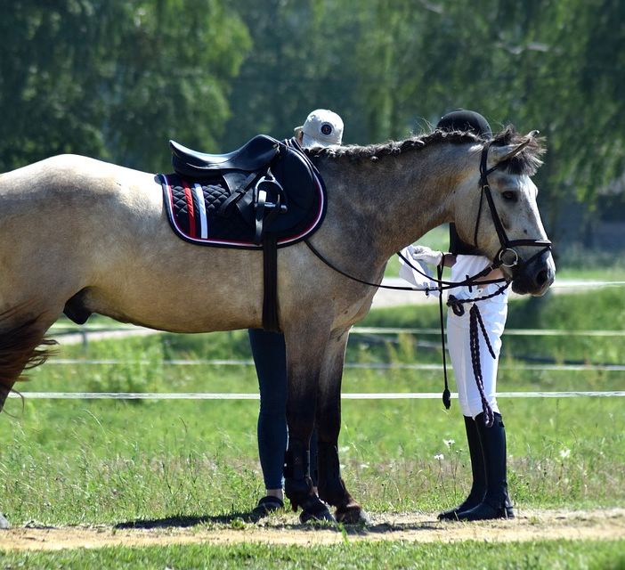 Cavallo