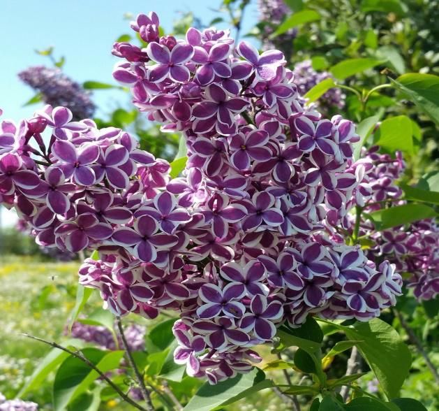 Fiori