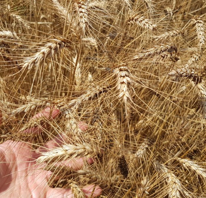 Grano in calo del 30% nel torinese. Si salvano le filiere di qualità come il Gran dij Bric