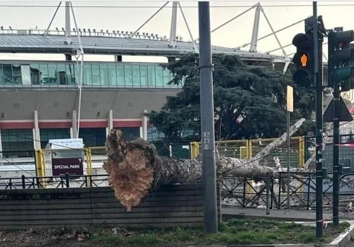 albero caduto
