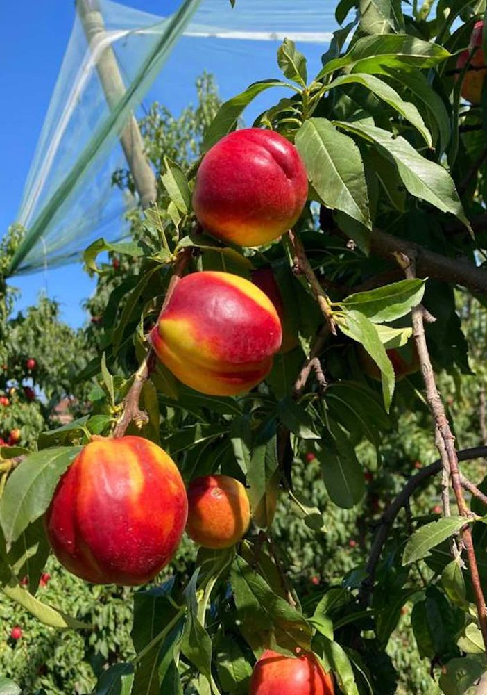 alberi da frutta