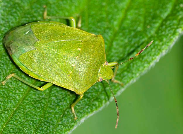 Contrasto alla cimice asiatica, Protopapa: &quot;Il Piemonte è pronto alla lotta biologica&quot;