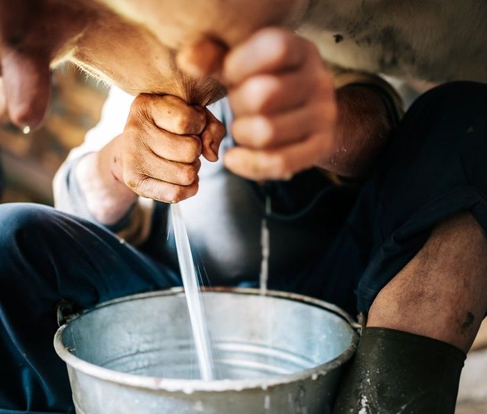 mungitura della mucca, latte